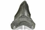 Bargain, Fossil Megalodon Tooth - South Carolina #169196-2